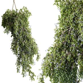悬挂植物